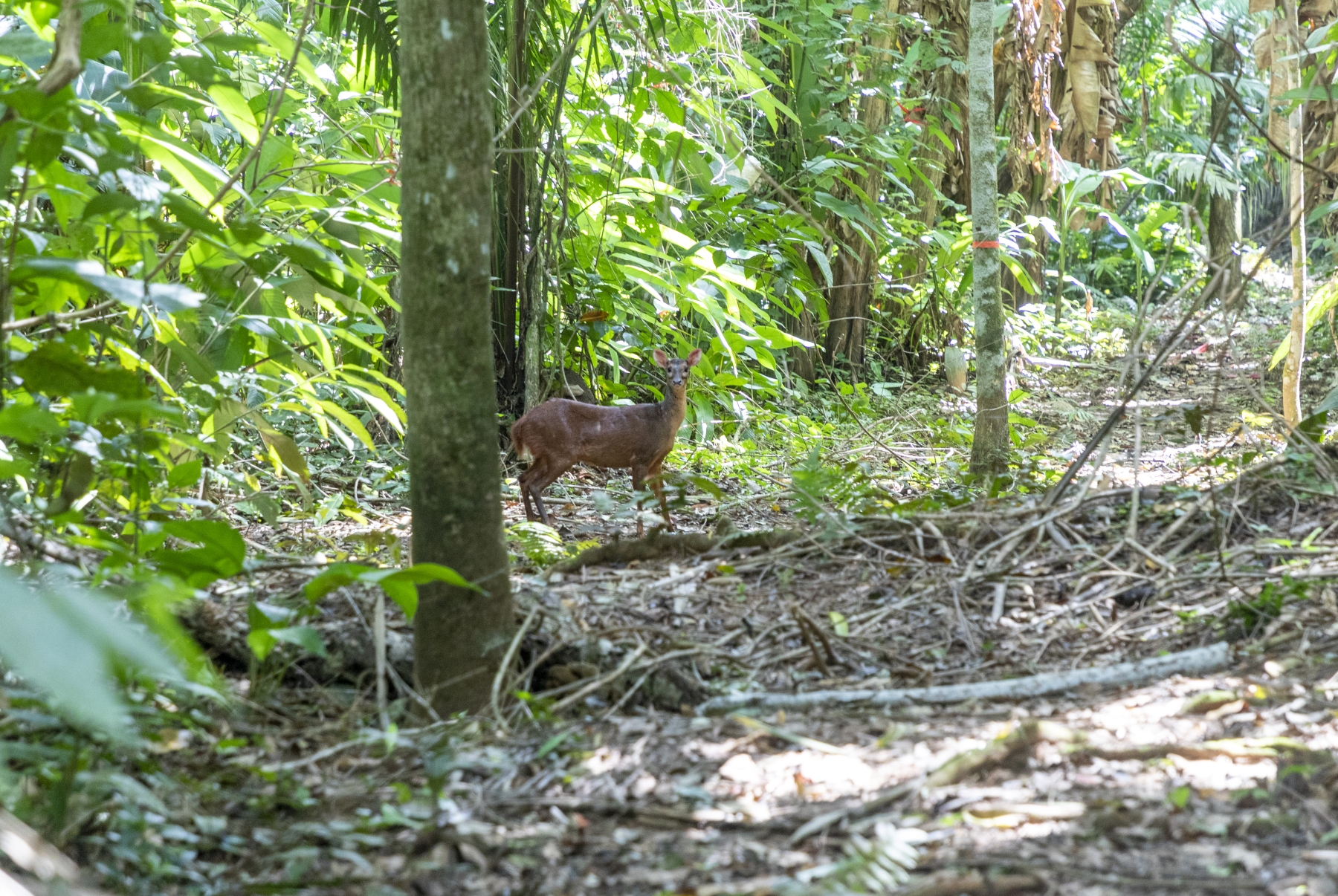 Red Brocket Deer, Mayflower Bocawina National Park, Belize
